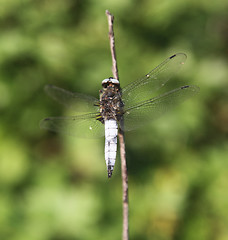 Image showing Dragonfly