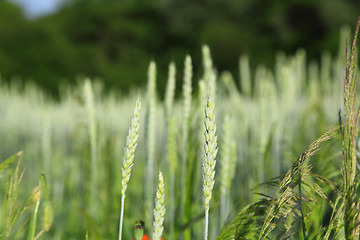 Image showing green ears