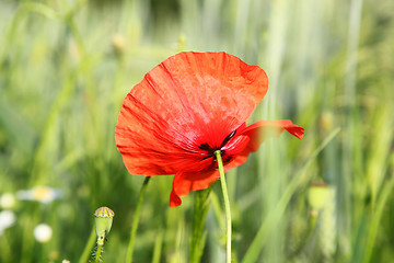 Image showing Red flower