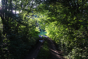 Image showing Forest