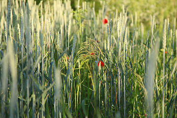 Image showing Red flower