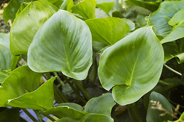 Image showing Plants Calla palustris  in June