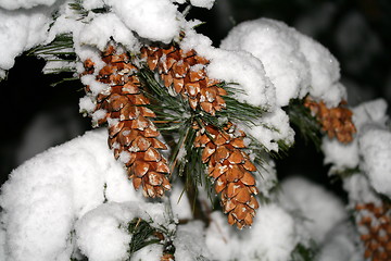 Image showing Winter pine