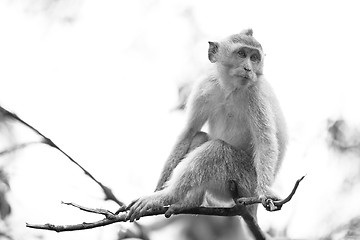 Image showing Long-tailed Macaque Monkey