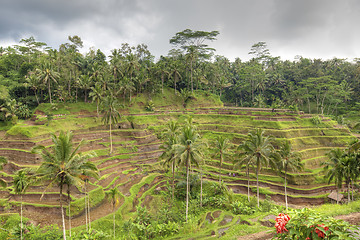 Image showing Rice Terrace