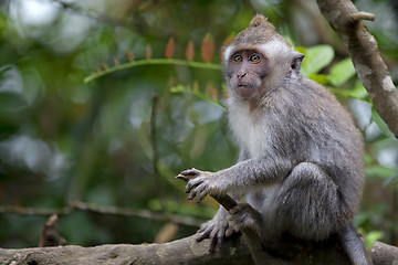 Image showing Long-tailed Macaque Monkey