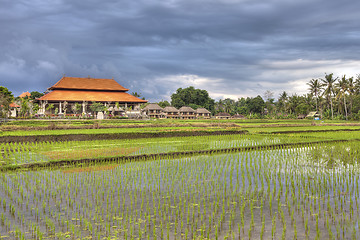 Image showing Ubud nature