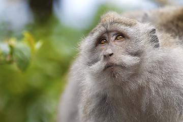 Image showing Long-tailed Macaque Monkey