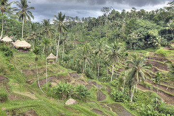 Image showing Rice Terrace