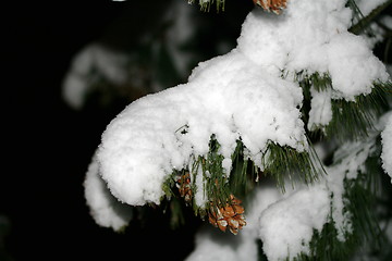 Image showing Norwegian winter