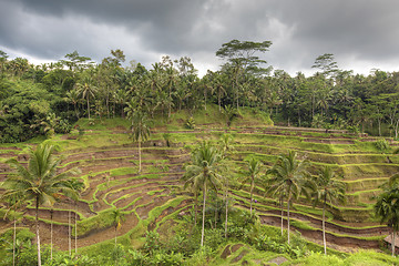 Image showing Rice Terrace