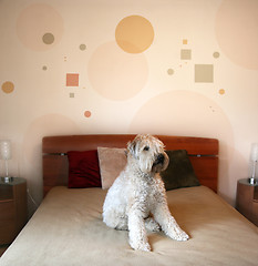 Image showing Dog in modern bedroom