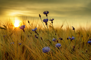 Image showing summer sunset over grass field with shallow focus