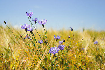 Image showing blue cornflowers in the wheat field