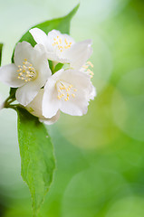 Image showing Beautiful flowers of a jasmin, close up. Summer  background