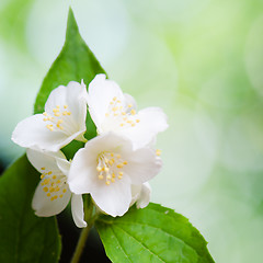 Image showing Beautiful flowers of a jasmin, close up. Summer  background