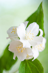 Image showing Beautiful flowers of a jasmin, close up. 