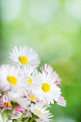 Image showing Daisy flowers, close-up. Summer background