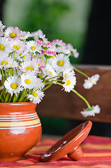 Image showing Beautiful daisy flowers in a pot