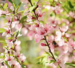 Image showing Sakura