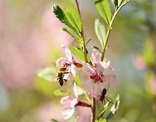 Image showing spring bee