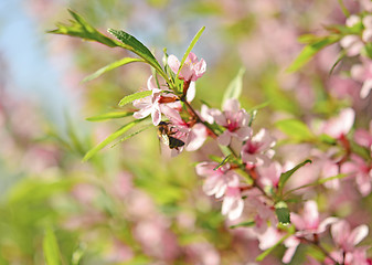 Image showing spring sakura