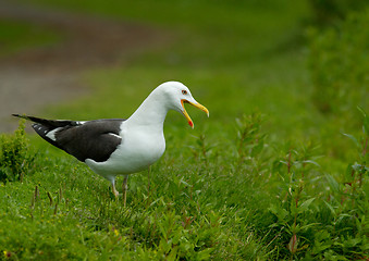 Image showing Lesser Black-backed Gull