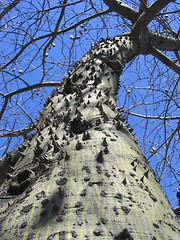 Image showing Johannes bread tree