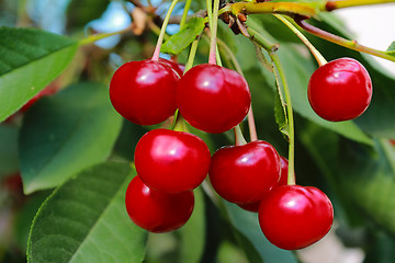 Image showing Ripe cherries on a tree branch
