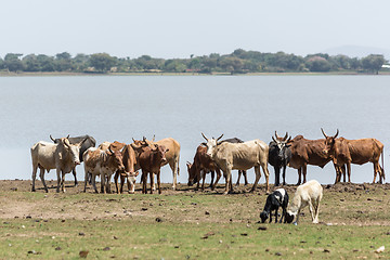 Image showing Cattle drinking water by the lake