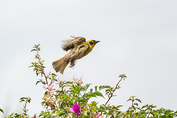 Image showing Robin taking off