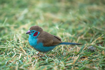 Image showing Red-cheeked Cordon-bleu