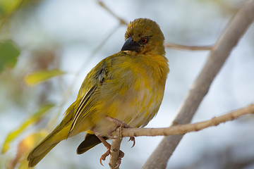 Image showing Abyssinian Citril