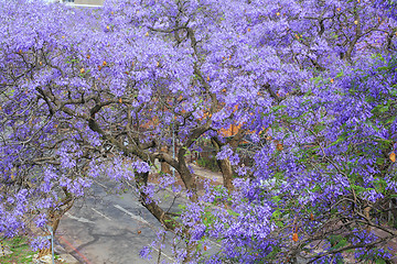 Image showing Jacaranda City