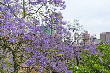 Image showing Jacaranda City