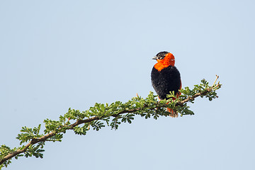 Image showing Black-winged Red Bishop