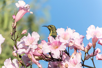 Image showing Beautiful bird in the flowers