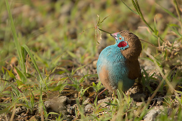 Image showing Red-cheeked Cordon-bleu