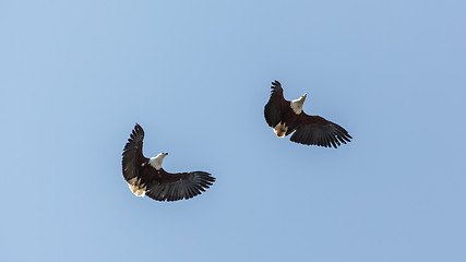 Image showing Two eagles in flight