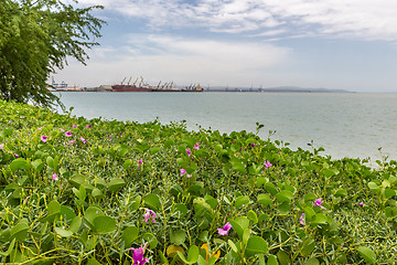 Image showing Red sea shores