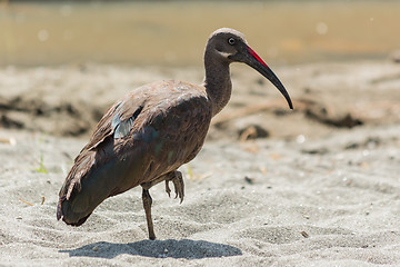 Image showing Wattled Ibis