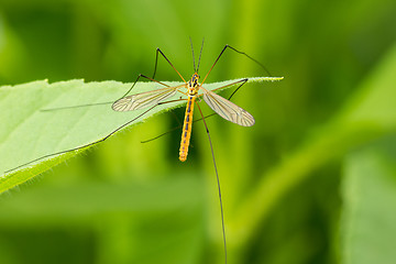 Image showing Mosquito  on the leaf