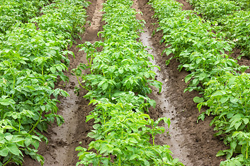 Image showing Potato fields