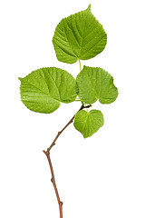 Image showing Tree branch on white background