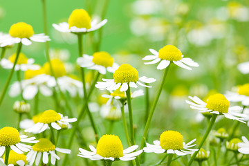 Image showing White and yellow daisies