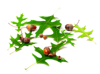 Image showing Acorns and green leafs of oak (Quercus palustris)