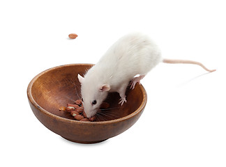 Image showing White rat eating peanuts from wooden plate