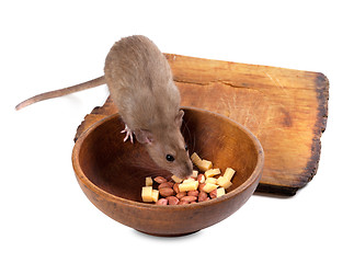 Image showing Brown rat eating from wooden plate