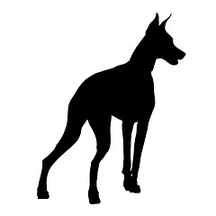 Image showing Doberman Silhouette