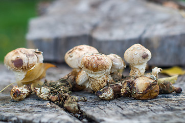 Image showing Honey agarics on the old log